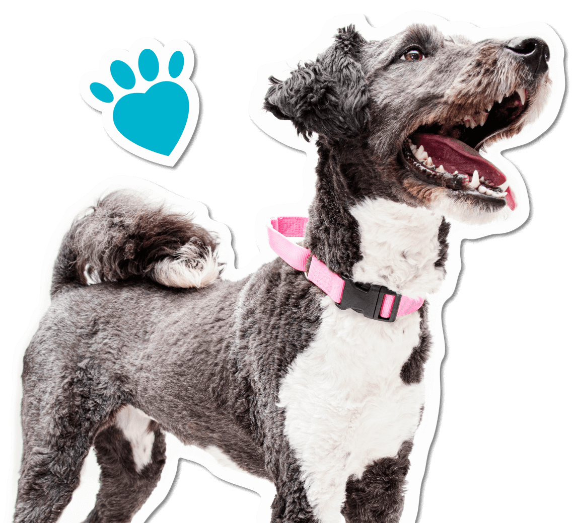 IH_WebsitePets_Blu_PURPLE
